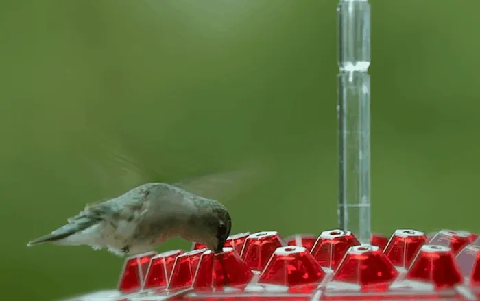 Ant Proof Hummingbird Feeder Outdoor Hanging Perch